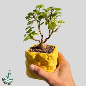 May include: A small potted plant with bright green leaves and brown stems in a yellow square pot. The pot has a quilted design. The plant is held in a hand. The background is neutral.