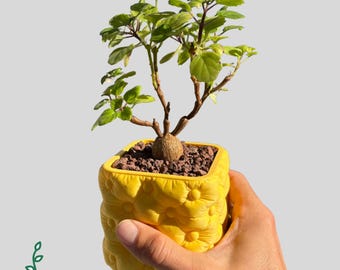 Cactus Succulent Pot – 3D Printed Planter