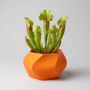 May include: A vibrant orange, geometric, faceted planter containing a Sarracenia pitcher plant. The plant features multiple upright, tubular, light green leaves with prominent red veining and flared, ruffled openings at the top of each stem.