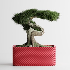 Puede incluir: Un árbol bonsái con follaje verde y un tronco retorcido plantado en una maceta rectangular roja con una textura acanalada diagonal. El árbol está centrado sobre un fondo blanco.