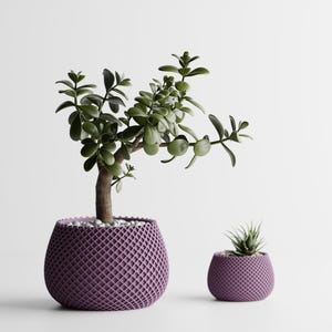 Puede incluir: Dos plantas en macetas sobre un fondo blanco. La planta más grande es una planta de jade en una maceta morada con un patrón de celosía. La planta más pequeña es una suculenta en una maceta a juego. La planta de jade tiene un tronco marrón y hojas verdes.