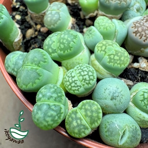 May include: A close-up of a collection of Lithops plants, or living stones, in a brown pot. The succulents have rounded, fleshy leaves in shades of green and tan, with patterned markings. The image includes the logo of a plant shop.