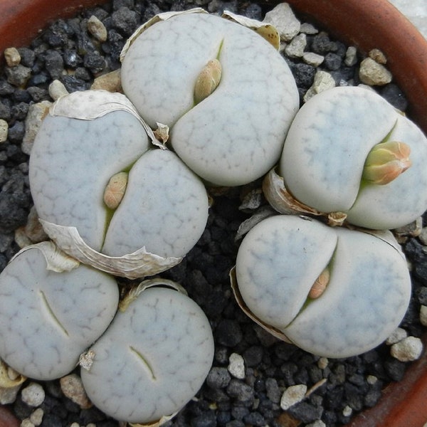 Lithops Living stones L. pseudotruncatella ssp. volkii C069 suculent cactus seeds