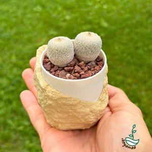 Peut inclure: Un petit cactus en pot avec deux cactus ronds vert clair. Les cactus sont dans un pot blanc rempli de pierres brun rougeâtre, niché dans un support beige en forme de roche. L'arrière-plan est une pelouse verte floue.