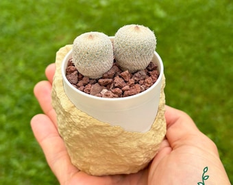 Cactus Succulent Pot – 3D Printed Planter