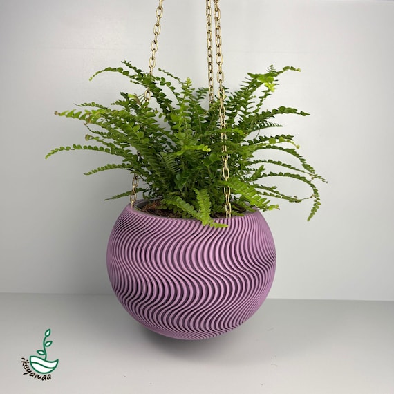 lavender plant for sale near me Kew Red Spanish Lavender | Lavandula stoechas