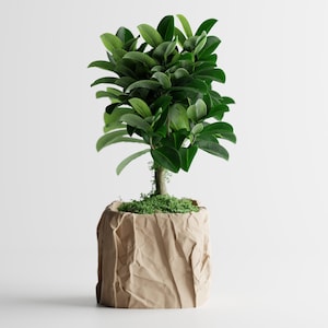 Vaso effetto carta stropicciata – Vaso per piante moderno con texture carta | Stampato in 3D | Ecologico | Misure personalizzabili disponib.