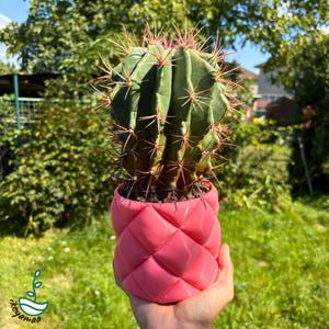 Kaktus Suckulentkruka – 3D-utskriven kruka