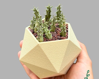 Cactus Succulent Pot – 3D Printed Planter