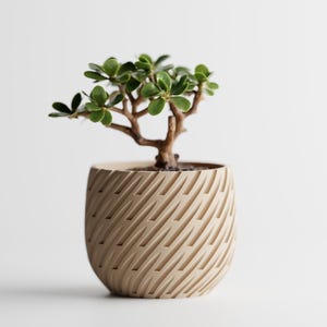 Peut inclure: Un petit plant de jade dans un pot beige texturé. Le pot présente un motif de rainures diagonales répétées. La plante a de petites feuilles vertes rondes et un tronc brun. Le fond est blanc uni.