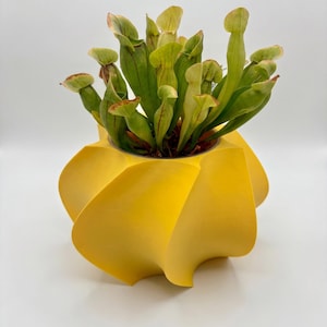 Puede incluir: Una maceta de color amarillo brillante con una forma geométrica distintiva de espiral y múltiples lóbulos. La maceta contiene un grupo de plantas carnívoras con hojas tubulares alargadas, venas de color marrón rojizo y bordes abiertos.