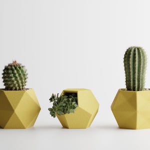 Può includere: Tre fioriere geometriche gialle, ognuna con una diversa pianta succulenta. La prima fioriera contiene un cactus rotondo, la seconda una succulenta e la terza un cactus alto. Le fioriere sono su sfondo bianco.