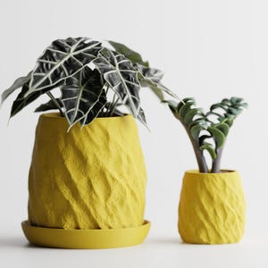 Puede incluir: Dos macetas de color amarillo mostaza con una superficie texturizada y arrugada. La maceta más grande se asienta sobre un plato circular a juego y contiene una planta Alocasia con hojas verde oscuro y vetas blancas. La pequeña contiene un Zamioculcas.