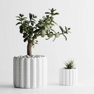 Pode incluir: Duas floreiras de cerâmica brancas e caneladas, uma grande e outra pequena, cada uma contendo uma planta suculenta verde. A floreira maior contém uma planta de jade com um tronco marrom e pequenas pedras cinzentas na base. A floreira menor tem uma suculenta espinhosa.