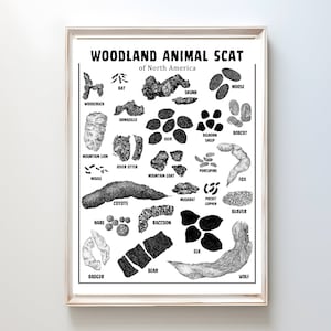 Impresión de excrementos de animales: póster de excrementos de animales del bosque, gráfico de excrementos de animales salvajes, guía de campo de caza en la montaña, decoración del bosque, IMPRIMIBLE #H99