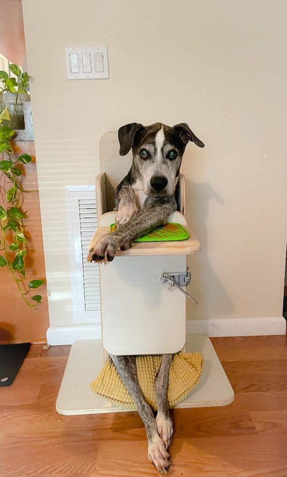 Chair doggy online