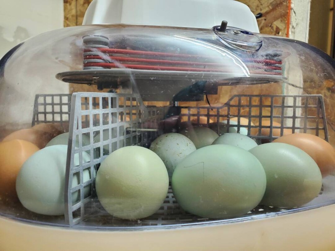 Incubator Divider for Nurture Right 360 Hatching Divider Etsy