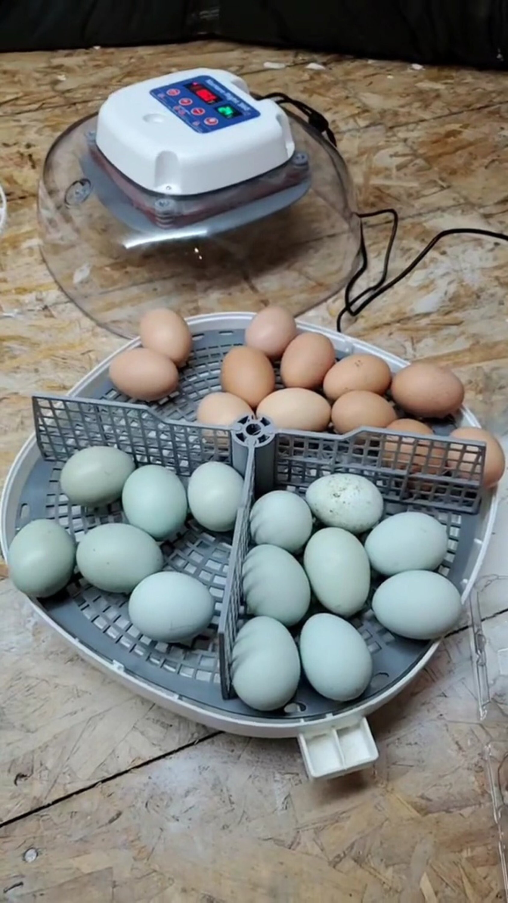 Incubator Divider for Nurture Right 360 Hatching Divider Etsy