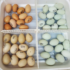 Incubator Divider for Hova Bator 1602n, Hatching Divider, Chick Divider, Egg Divider, Egg Separator, Hatching Bag Alternative