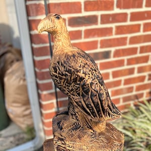Eagle - Perched
