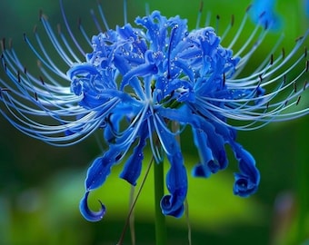 Bulbo de lírio-aranha azul elétrico, flores raras.