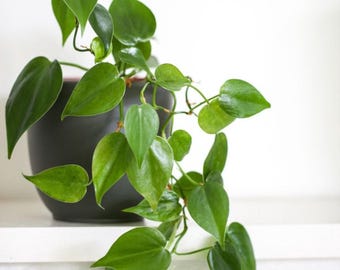 Planta artificial en maceta con follaje sintético
