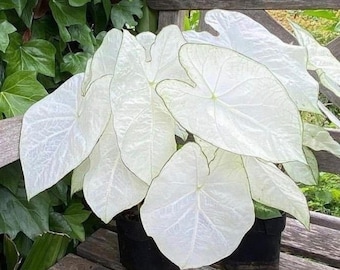 Moonlight Caladium Bulbs Giant Fancy Leaf Plants