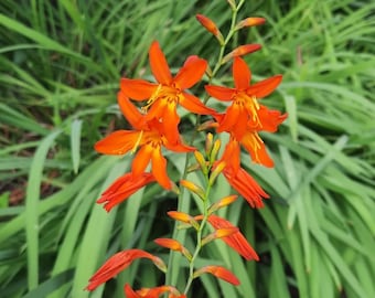 Bulbi accendifuoco Fiori da giardino alti