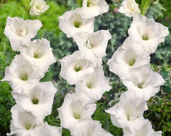 Bulbos de gladíolos urso polar branco, flores da primavera