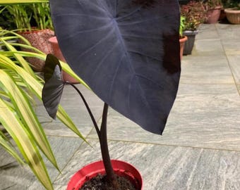 Dark Knight Elephant Ear Bulbs Black Plants