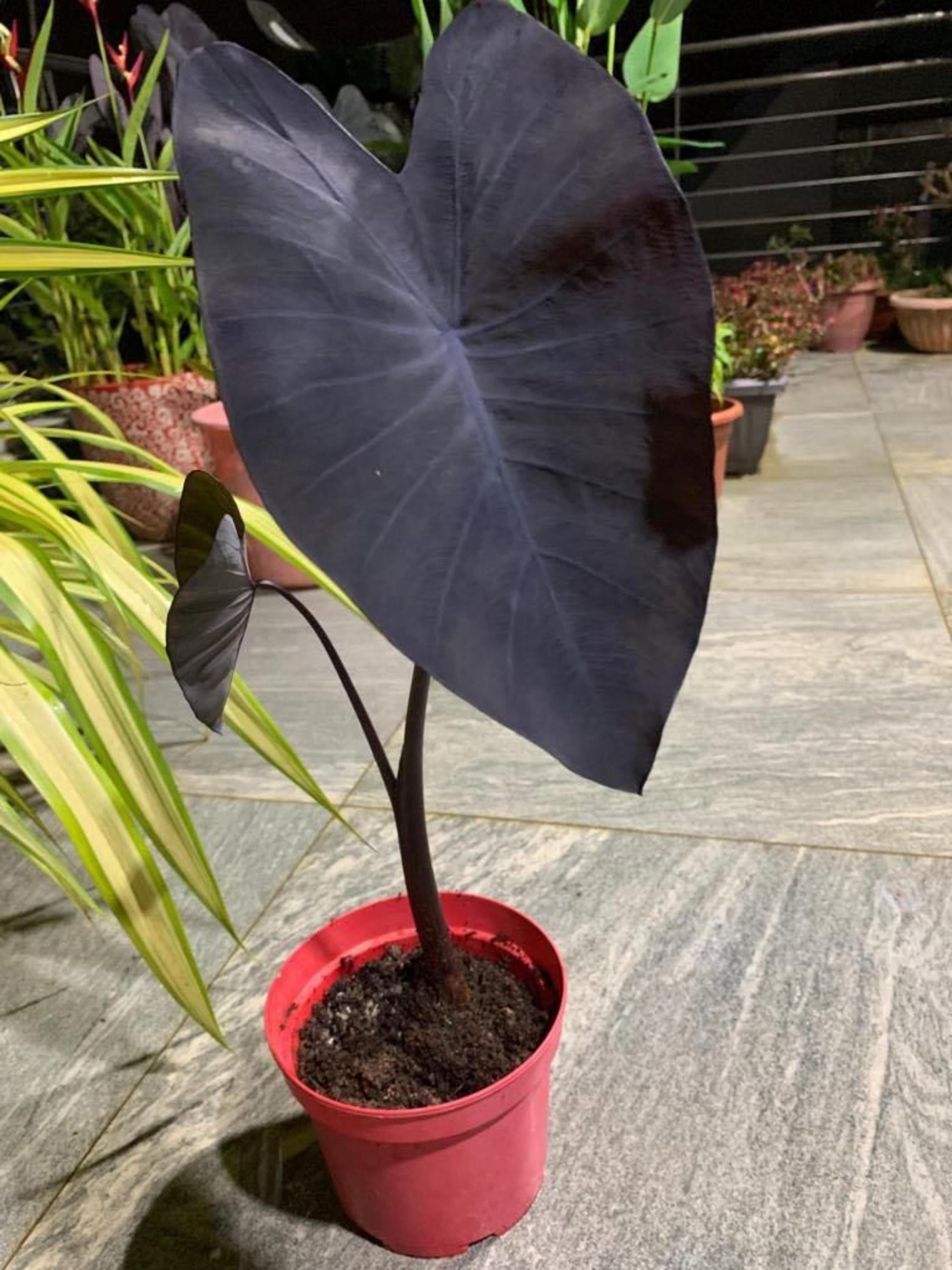 Colocasia esculenta - Etsy.de