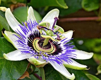 Paarse passiebloemzaden Exotische Maypop-wijnstokbloemen