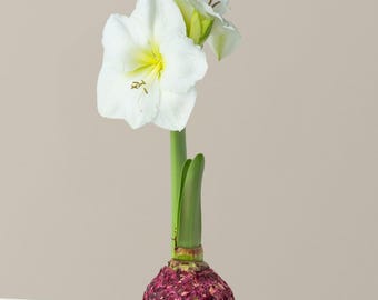 Bulbo de amarilis púrpura encerada, flores blancas de primavera.