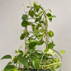 Golden Pothos Cuttings for Propagation