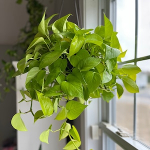 Neon Pothos Cuttings for Propagation