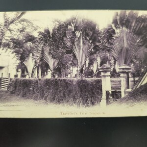 Carte postale nostalgique de Singapour - art vintage de l'arbre du voyageur, noir et blanc, 20e siècle