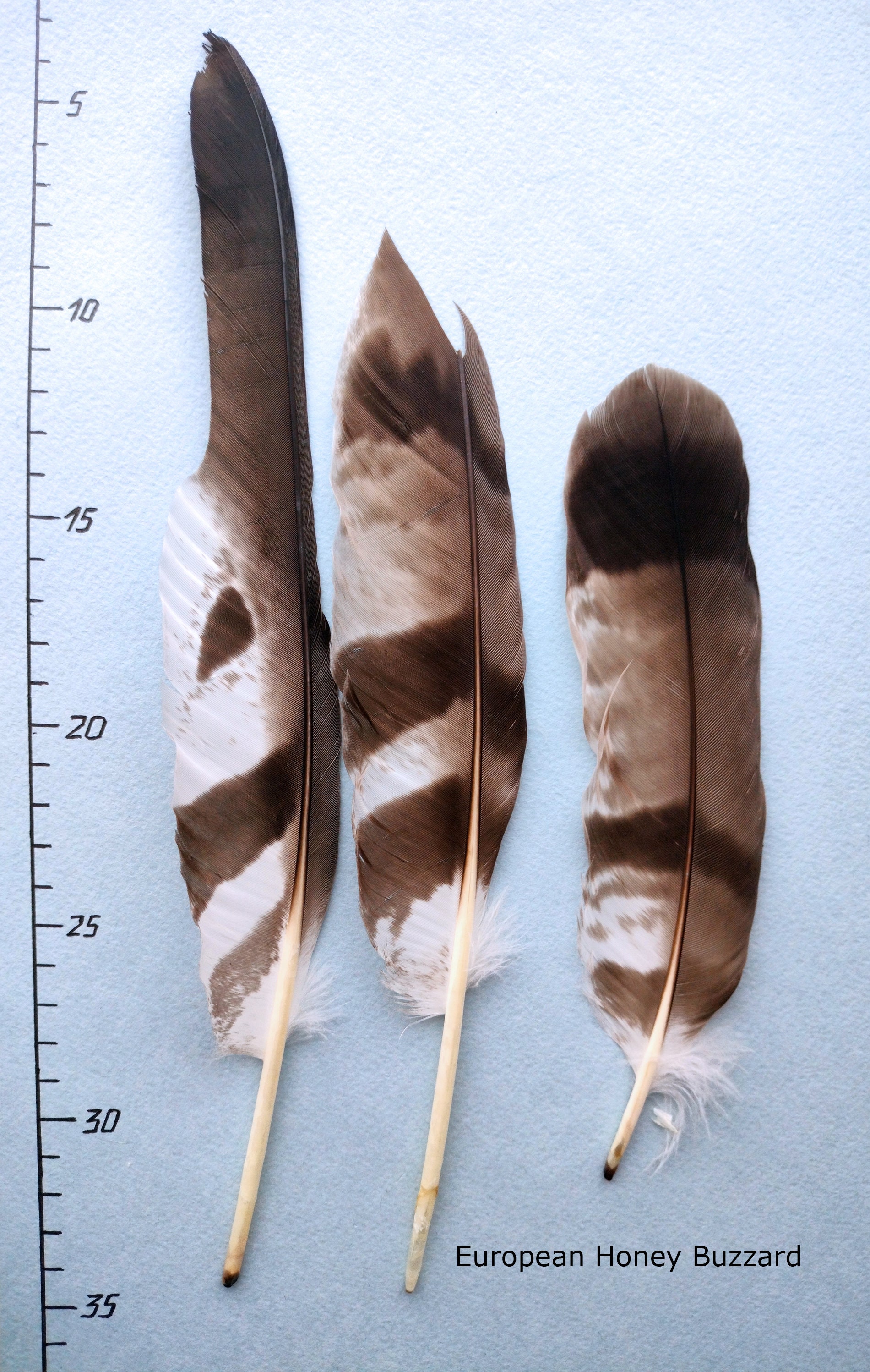 European Honey Buzzard Natural Feathers Lint Feathers Etsy