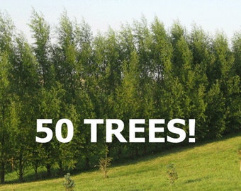 FAST growing trees - Hybrid Willow (qty 50)