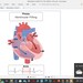 Cardiovascular System Notes - Etsy