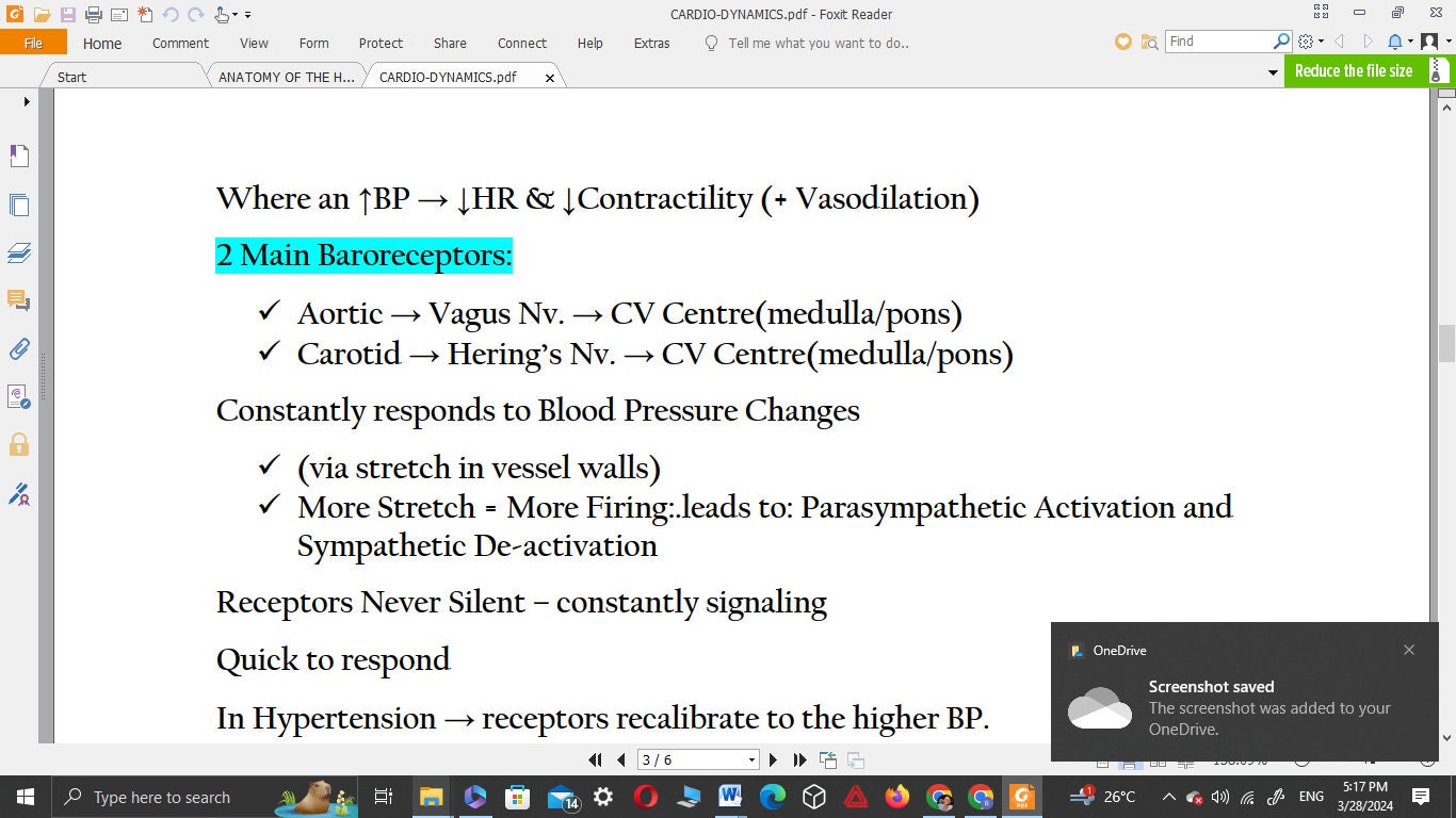 CARDIOVASCULAR SYSTEM NOTES Anatomy & Physiology Notes - Etsy