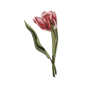 Tulipe n°3 illustrée à la main PNG Art clipart tulipe botanique