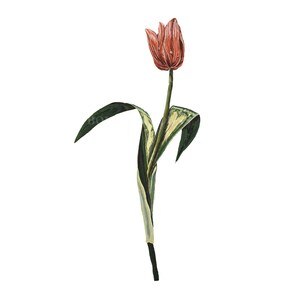 Tulpe # 4 Hand Illustriert PNG Kunst Tulpe Clip Art Botanische