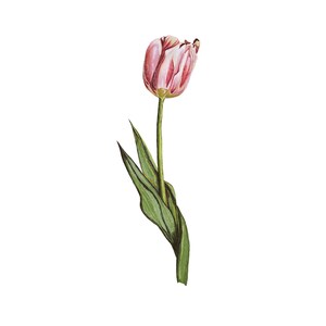 Tulipe n° 5 illustrée à la main PNG Art clipart tulipe botanique
