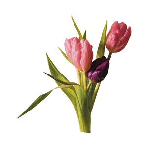 TULIP #1 Hand geïllustreerd PNG Clipart botanische bloemkunst