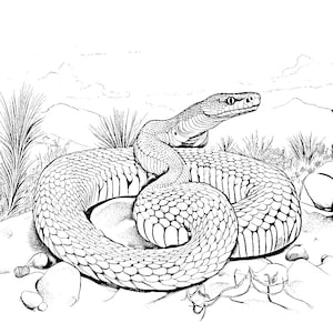 May include: Black and white illustration of a coiled snake in a desert landscape. The snake is detailed with scales and a triangular head, surrounded by rocks, grass, and distant mountains. The artwork is a detailed pen and ink style.
