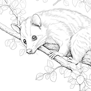 20 Wildlife Coloring pages image 3