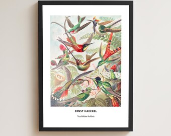 Ernst Haeckel Hummingbird Print, Vintage Bird Illustration