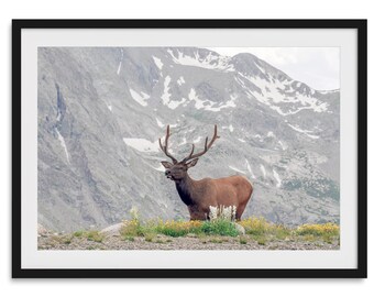 Elk Fine Art Print: Rocky Mountain Wildlife Photography