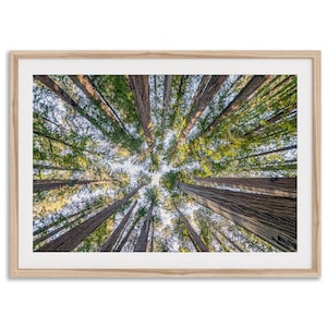 Forest Treetop Fine Art Photography Print -  Extra Large Redwoods Wall Art, Framed or Unframed Forest Canopy Artwork for Home Decor