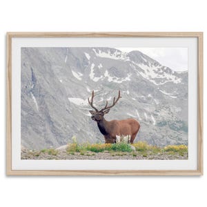 Fine Art Elk Print - Rocky Mountain Wall Art,  Colorado Wildlife Photography, Framed Deer Wall Decor, Nature Wall Art for Home Decor
